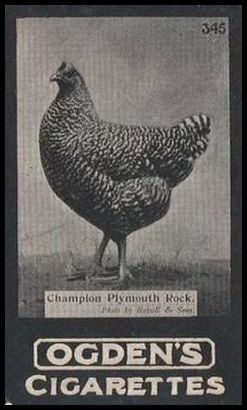 345 Champion Plymouth Rock